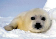 Babyseal1