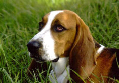 Basset