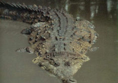 Crocodile1