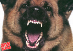 Dogfangs