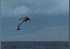 Dolphin1