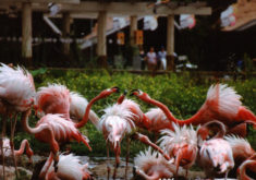Flamingos1