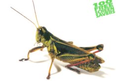 Grasshopper